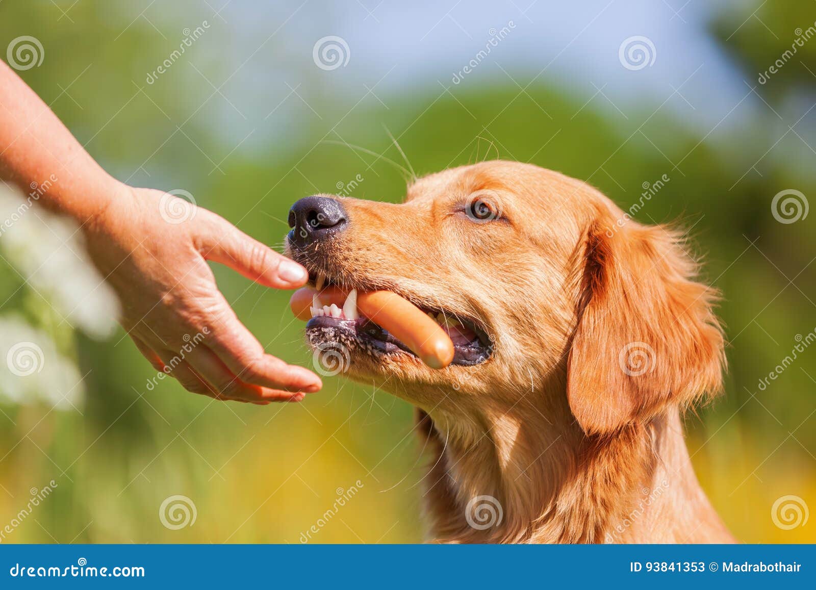 Golden Retriever Mit Einer Wurst In Der Schnauze Stockbild Bild von