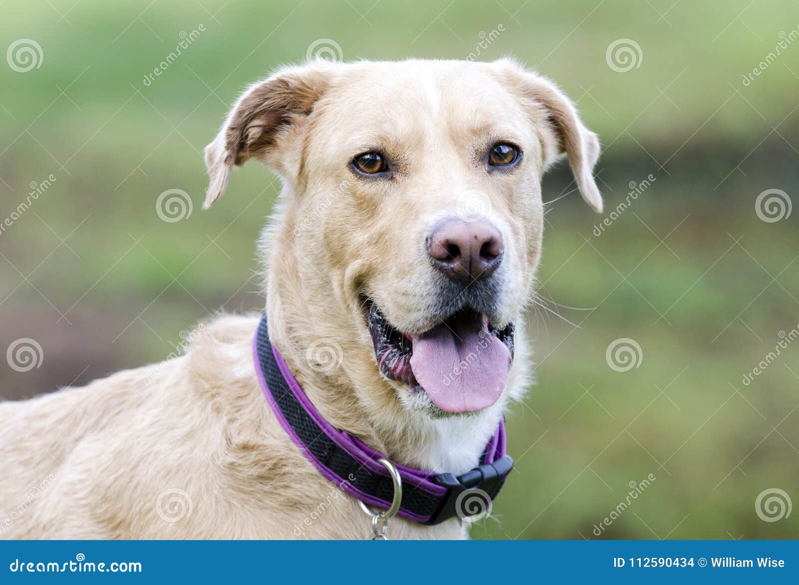 black lab yellow lab mix