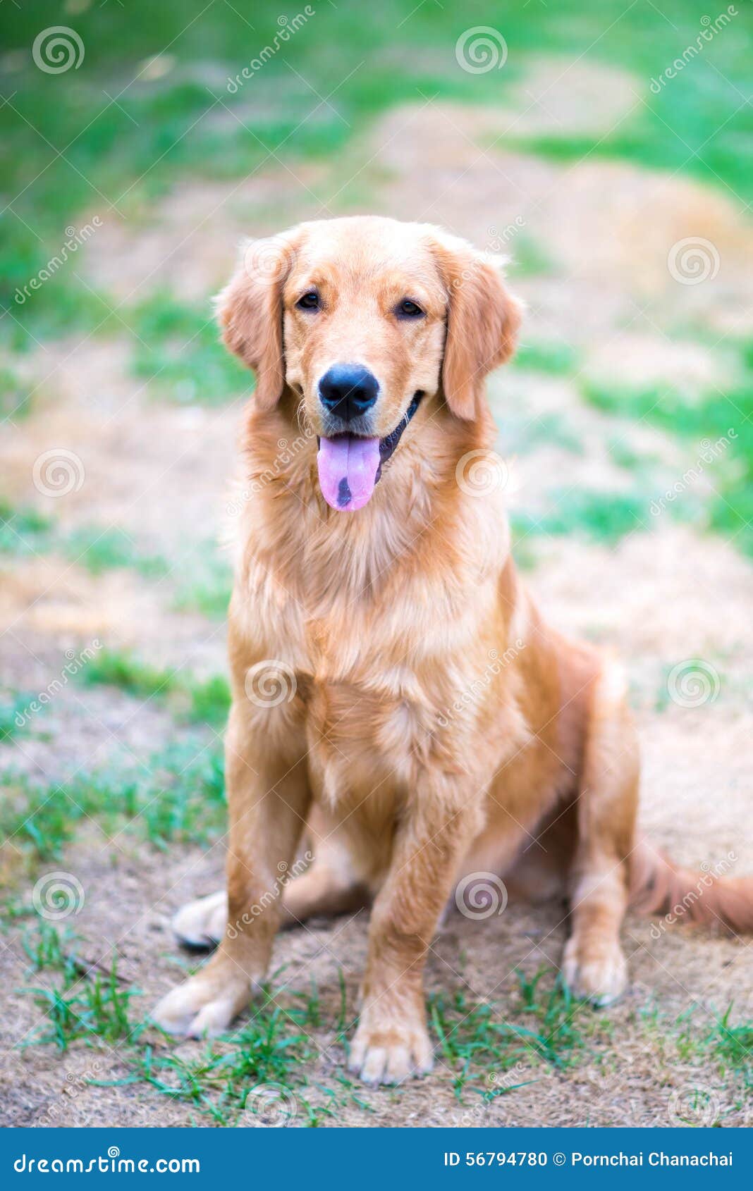 Golden Retriever 6 Month Old Puppy Stock Photo Image Of Mammal Cute 56794780