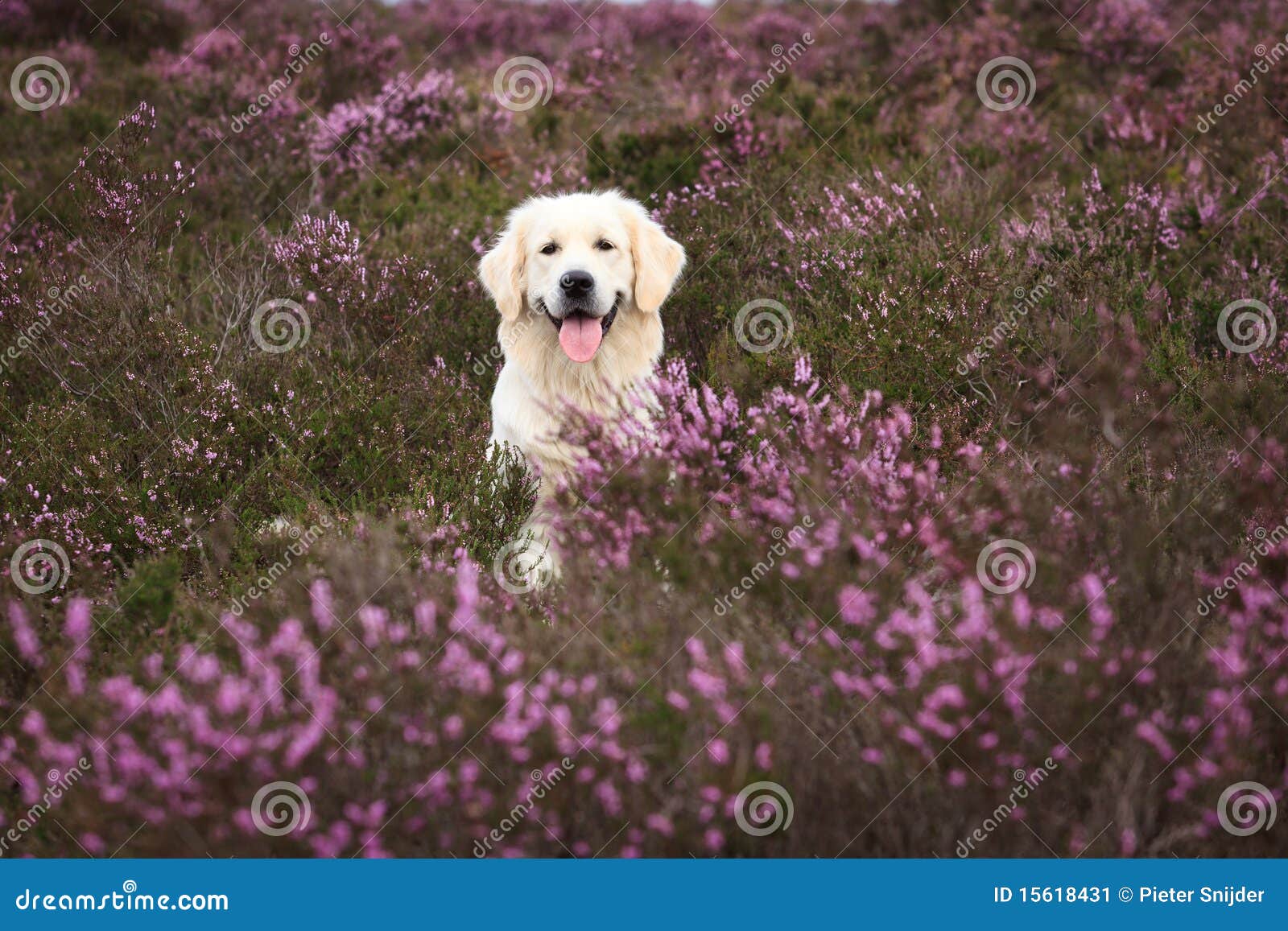 golden retriever in moor