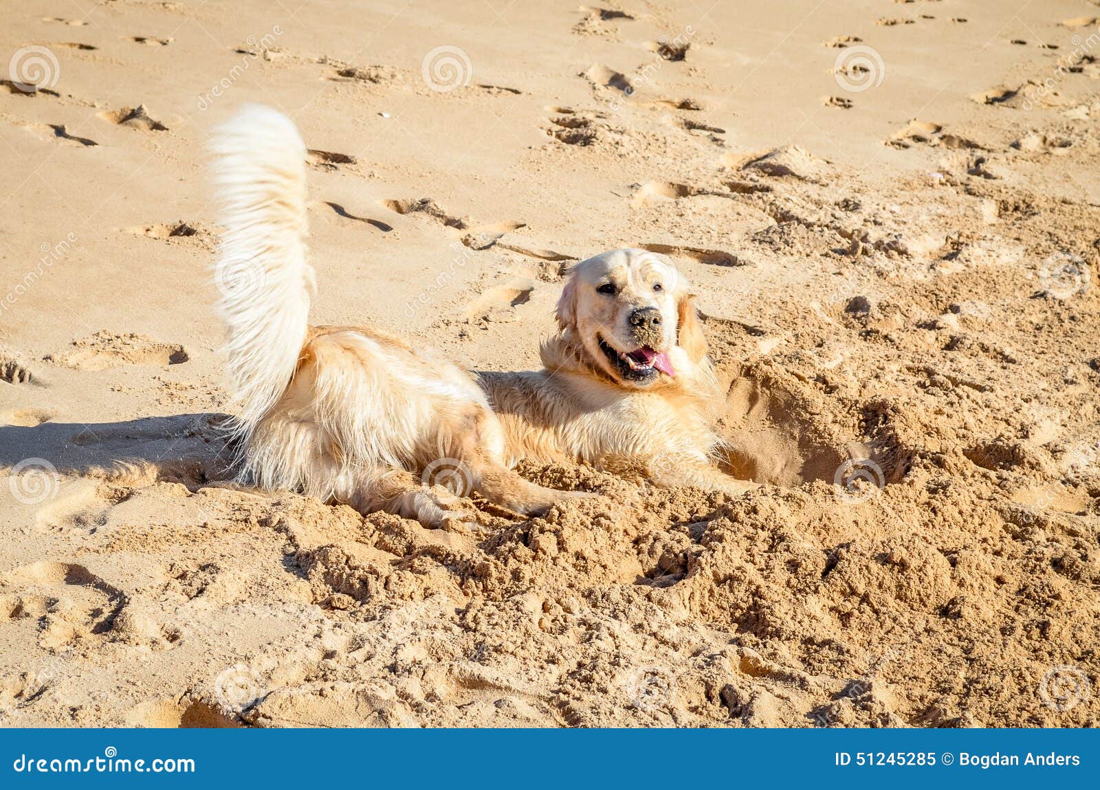 Golden retriever na areia. Golden retriever bonito com o nariz completo da areia e da cauda acima no Praia a Dinamarca Rocha em Portimao Portugal