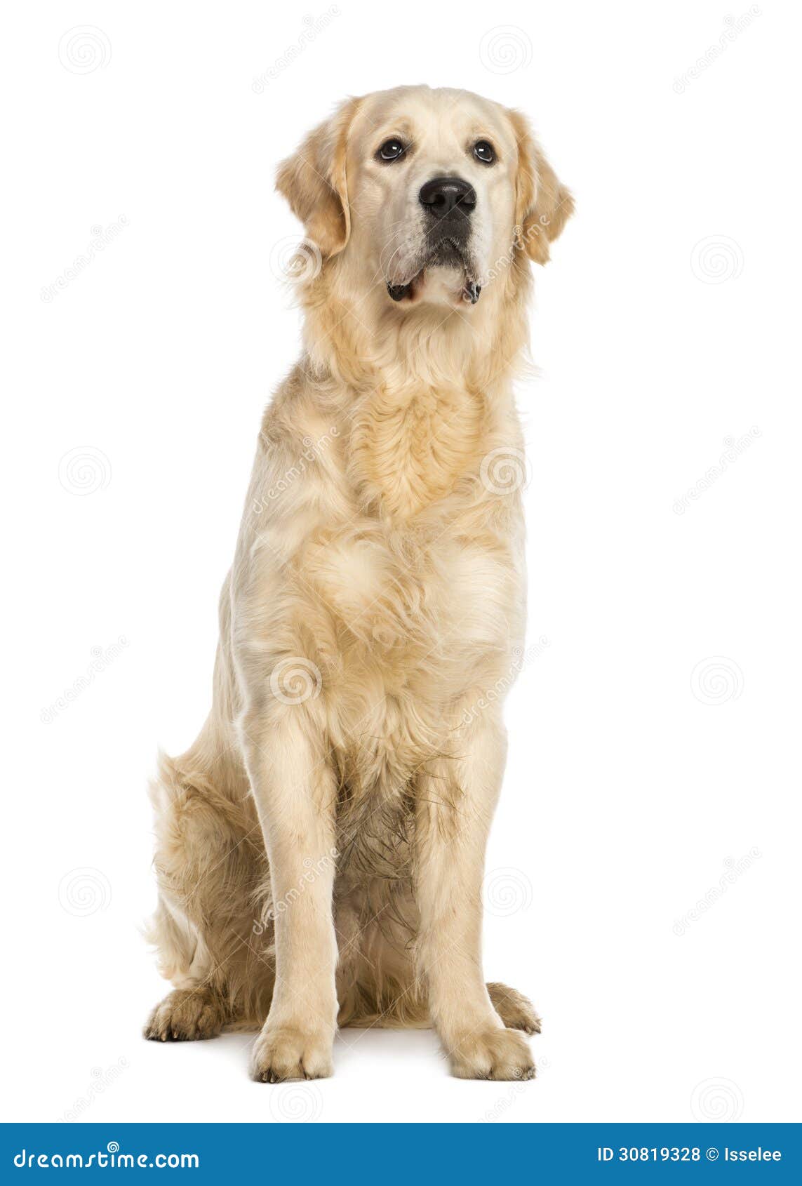 Golden Retriever One Year Old Stting Stock Photo Image Of View Alone 30819328