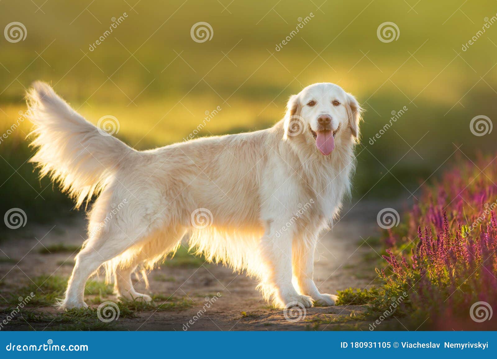 retriever outdoor stock image. Image female -