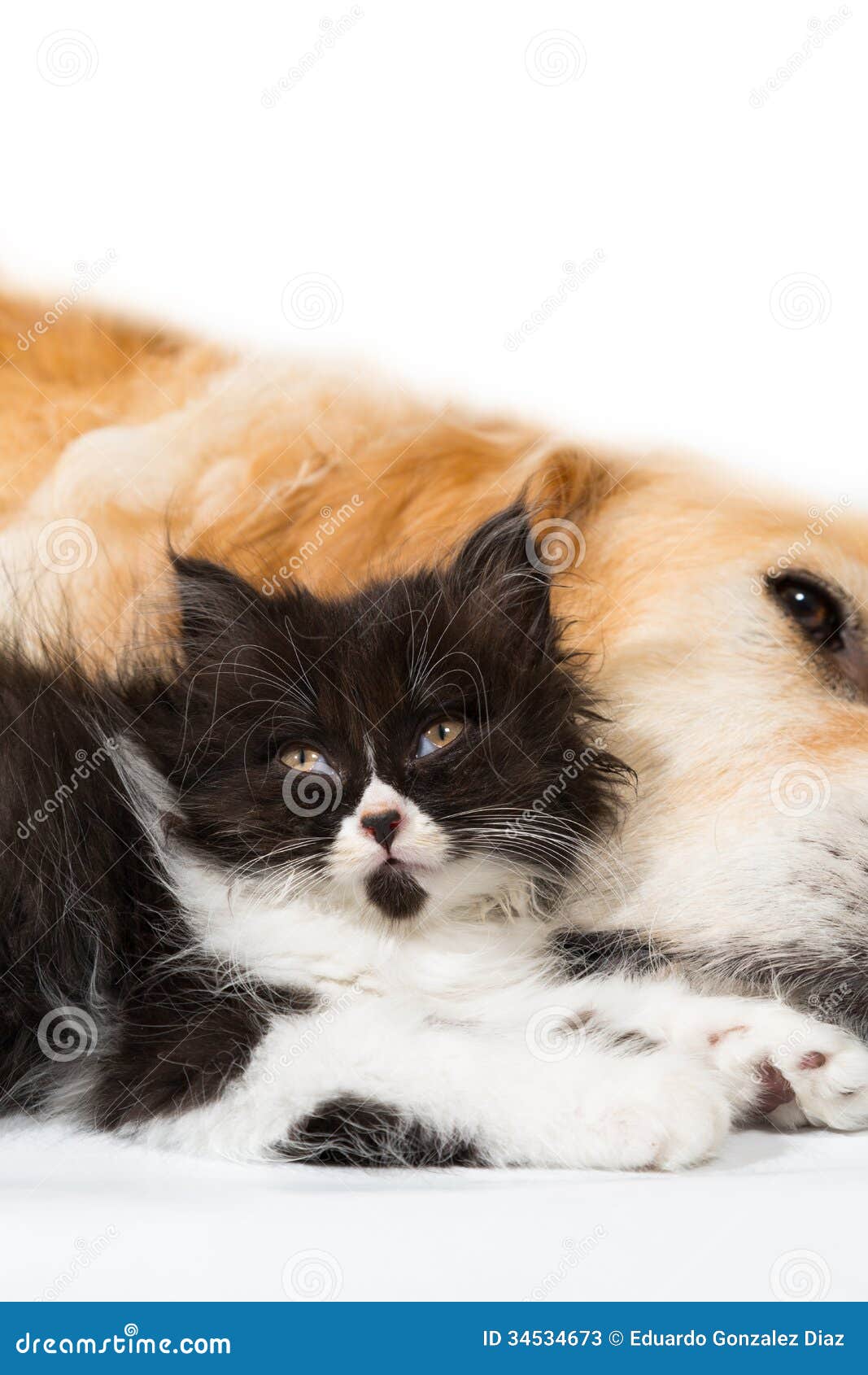 Golden Retriever with a Persian Cat Stock Image Image of dovelike