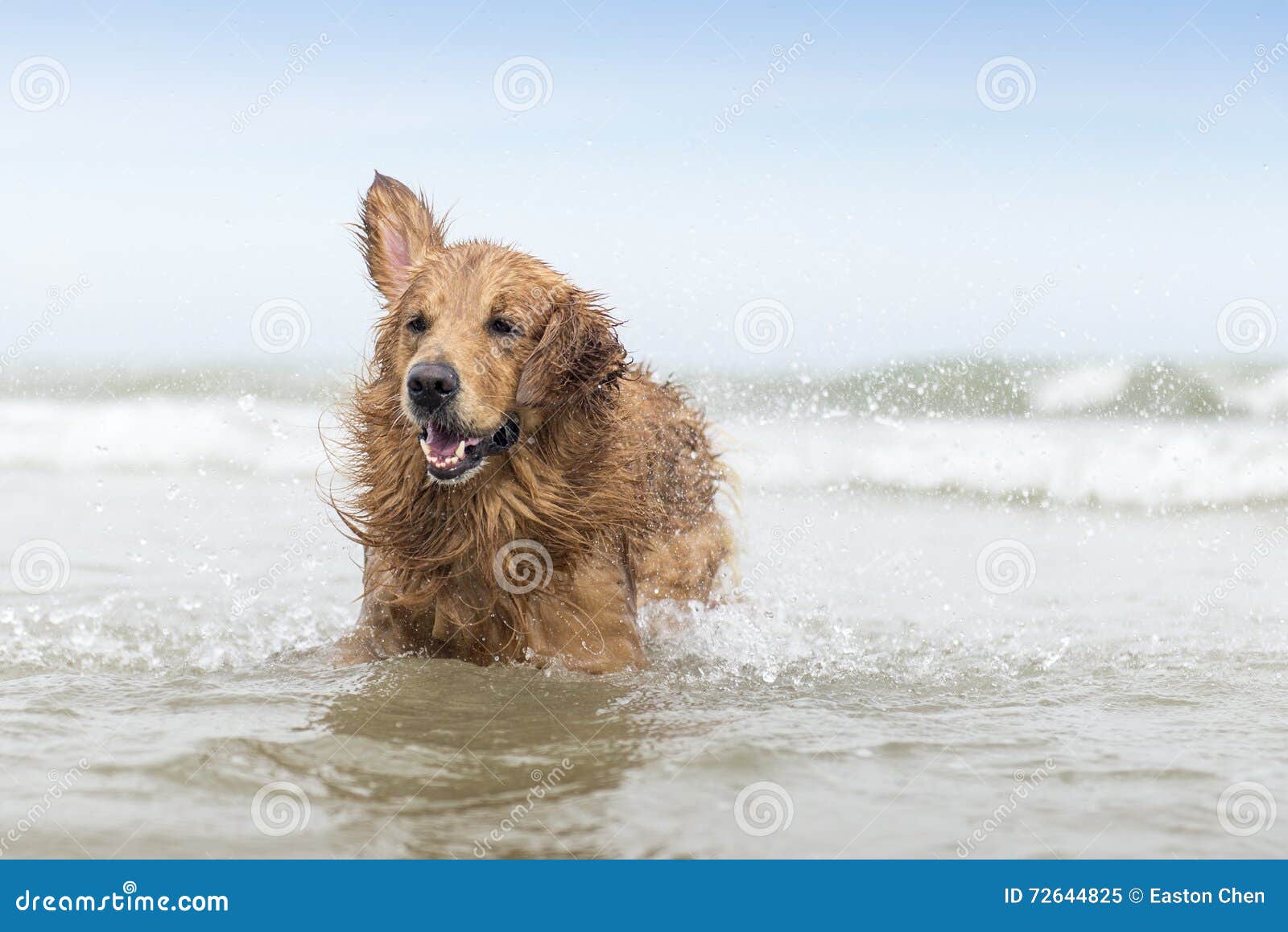 The Golden Retriever Play in the Water Stock Image Image of