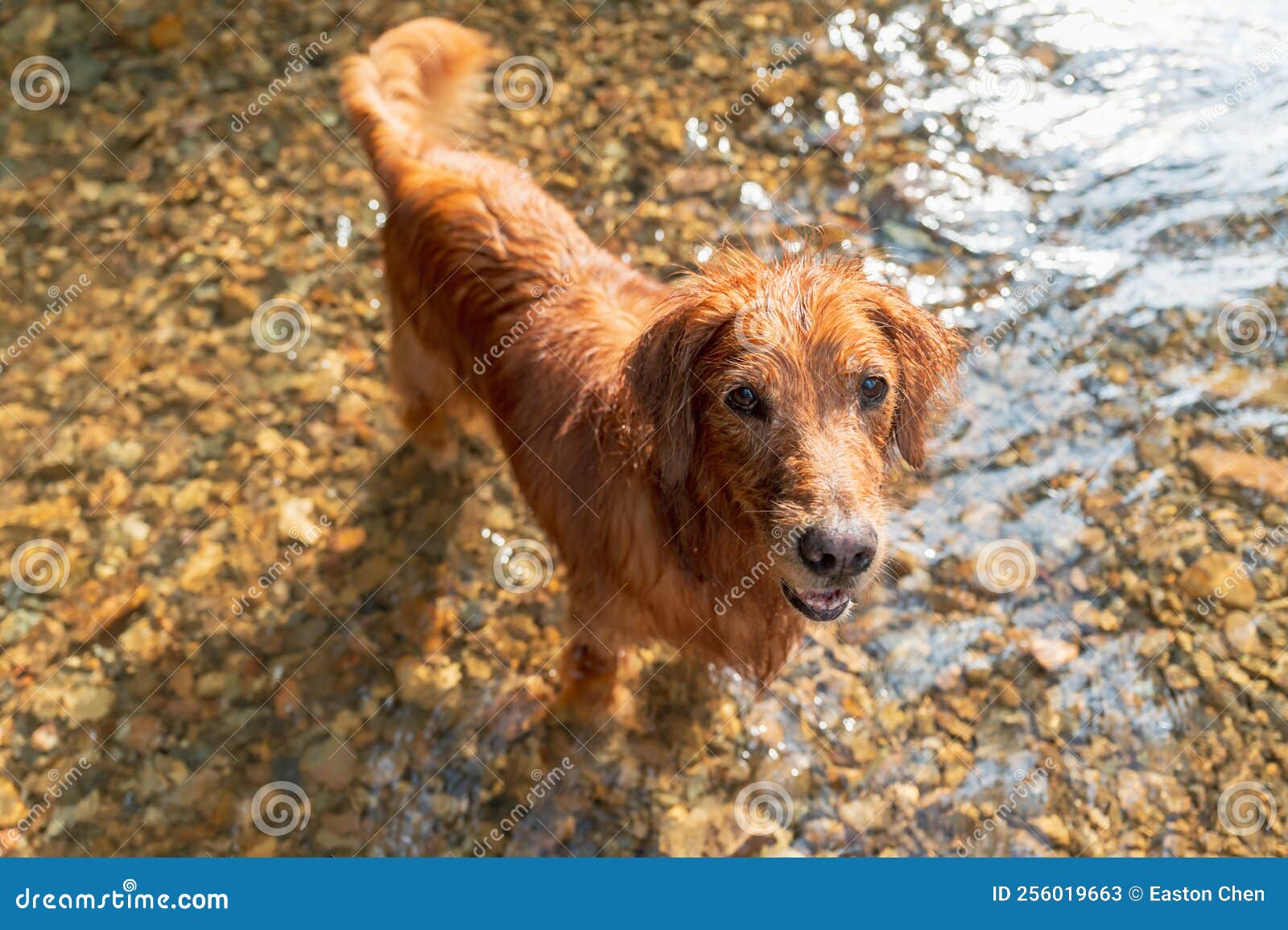 Golden Retriever Playing with Water in Mountain Creek Stock Image