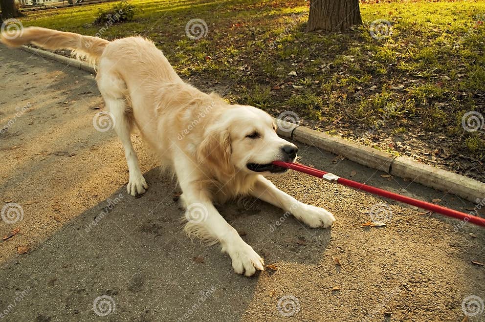 Golden Retriever Pulling Rope Stock Photo Image of hops, friendly