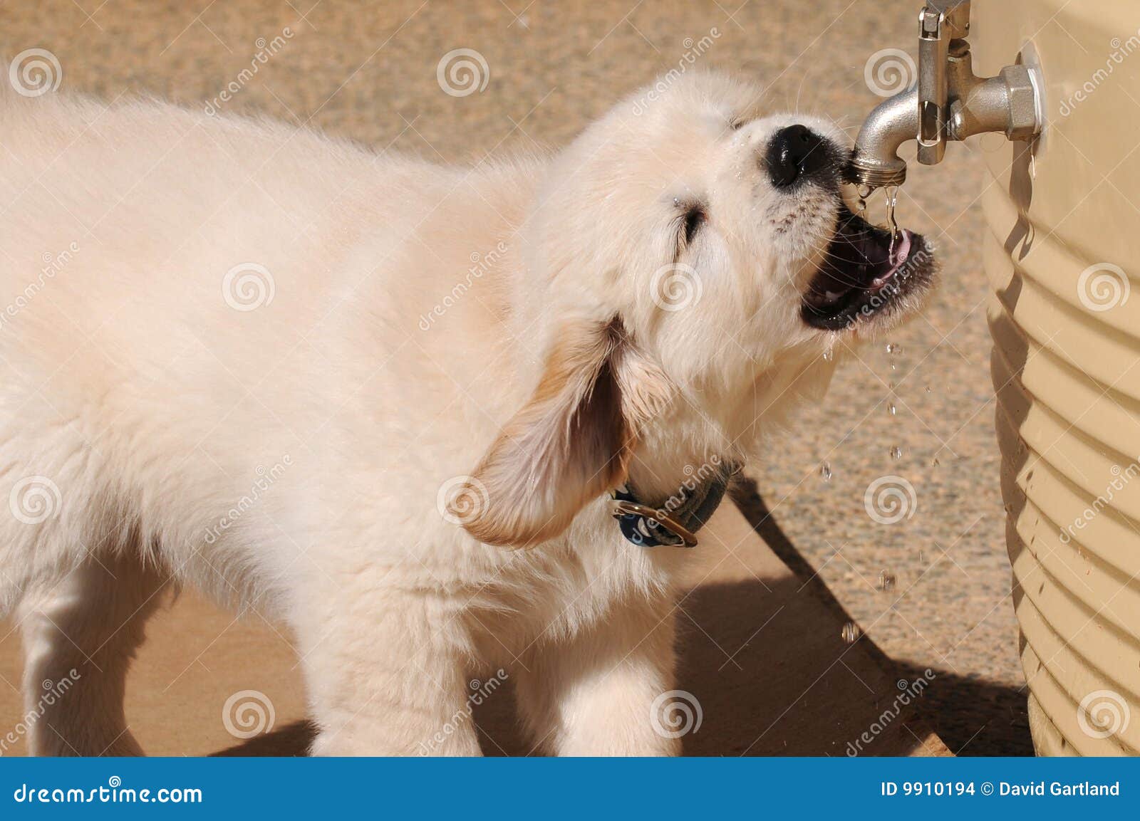 A Golden Retriever Pup Takes a Gulp of Water Stock Photo Image of