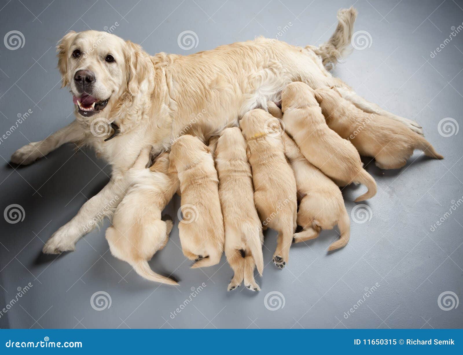 golden retriever with puppies