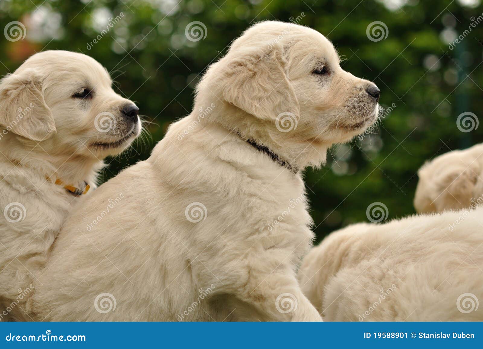 Golden Retriever Puppies From Side Stock Image Image Of Right Golden 19588901