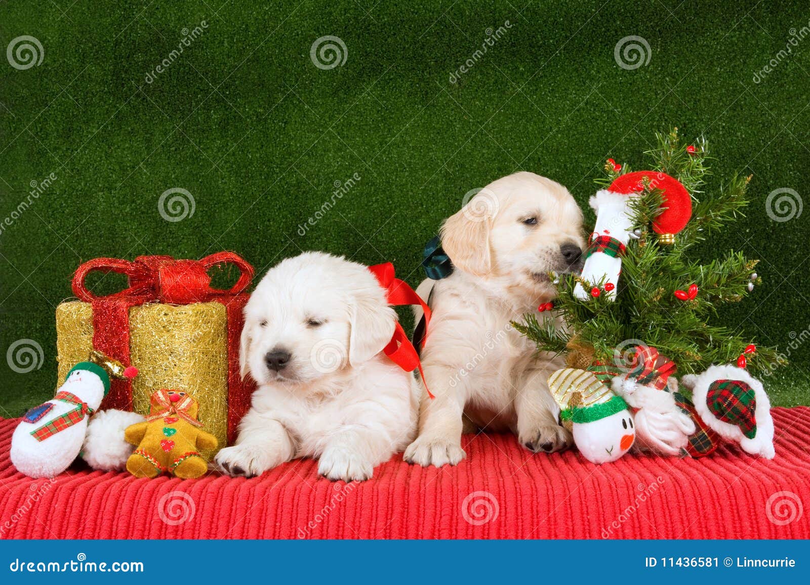 Golden Retriever Puppies With Xmas Tree Stock Image Image Of