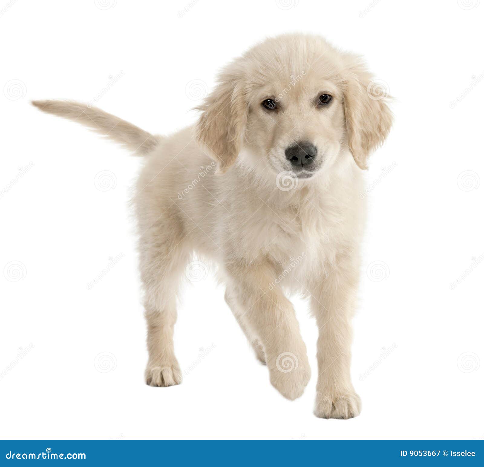 Golden Retriever puppy (4 mmonths old) in front of a white background