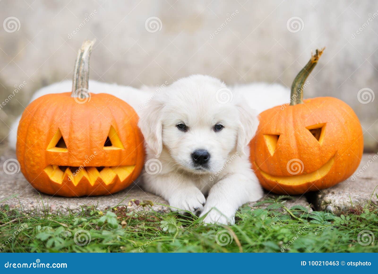 Golden Retriever Puppy With Carved Pumpkins Stock Image Image Of Autumn Orange 100210463
