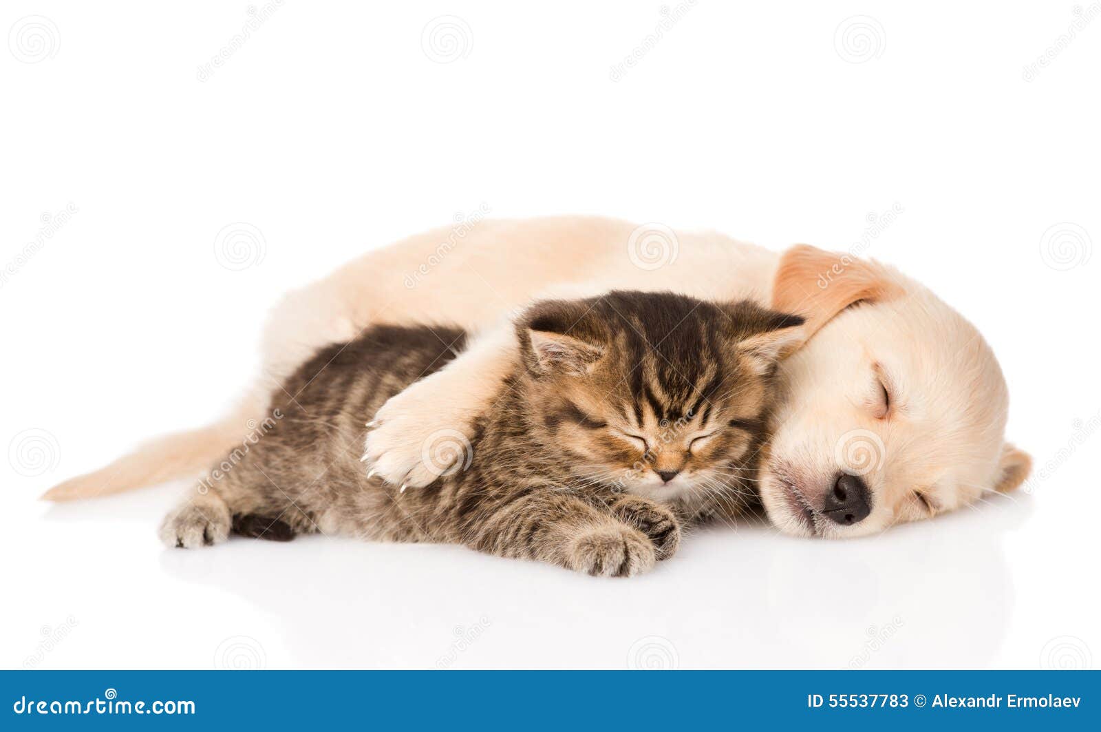 golden retriever puppy dog and british cat sleeping together. 