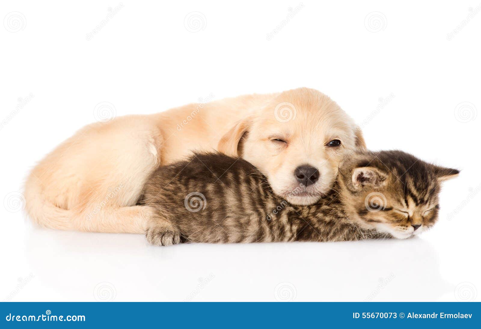 cute kittens and puppies sleeping together