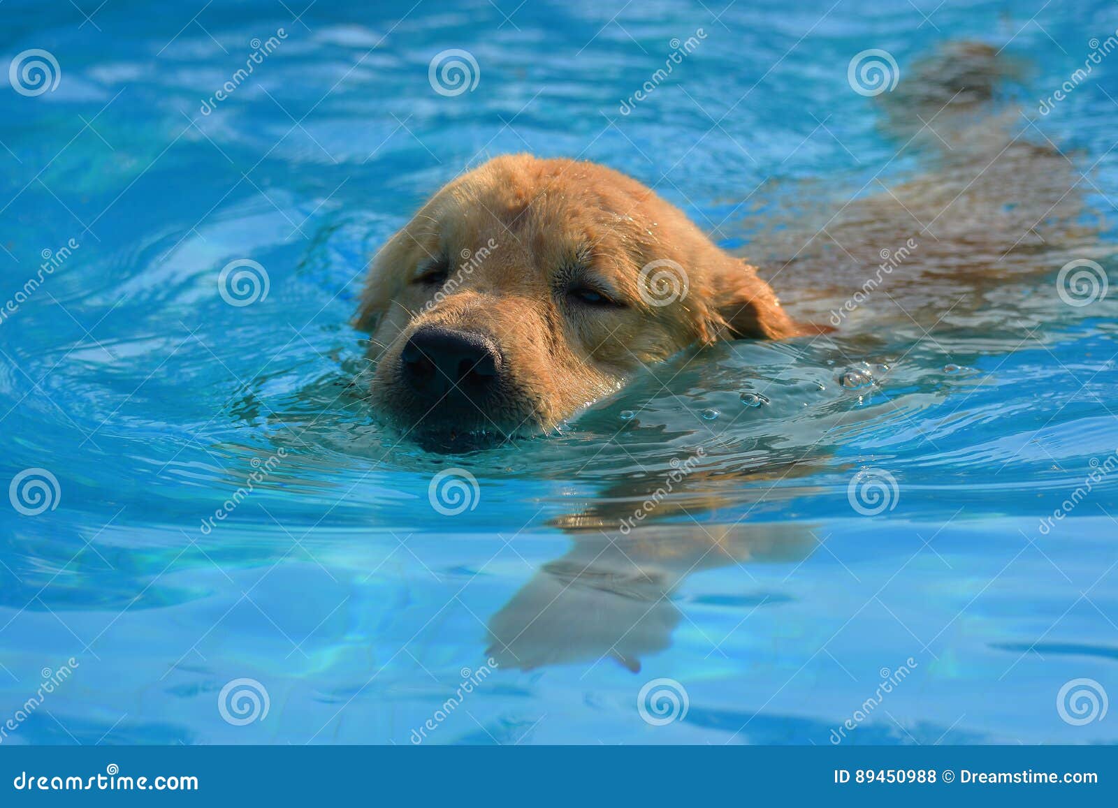 how much exercise should a golden retriever puppy get