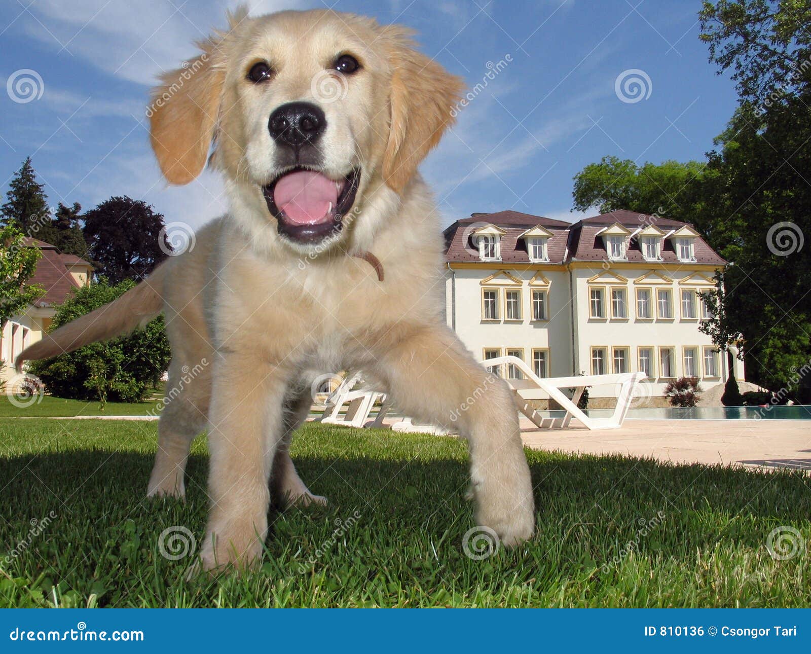 golden retriever puppy in the garden
