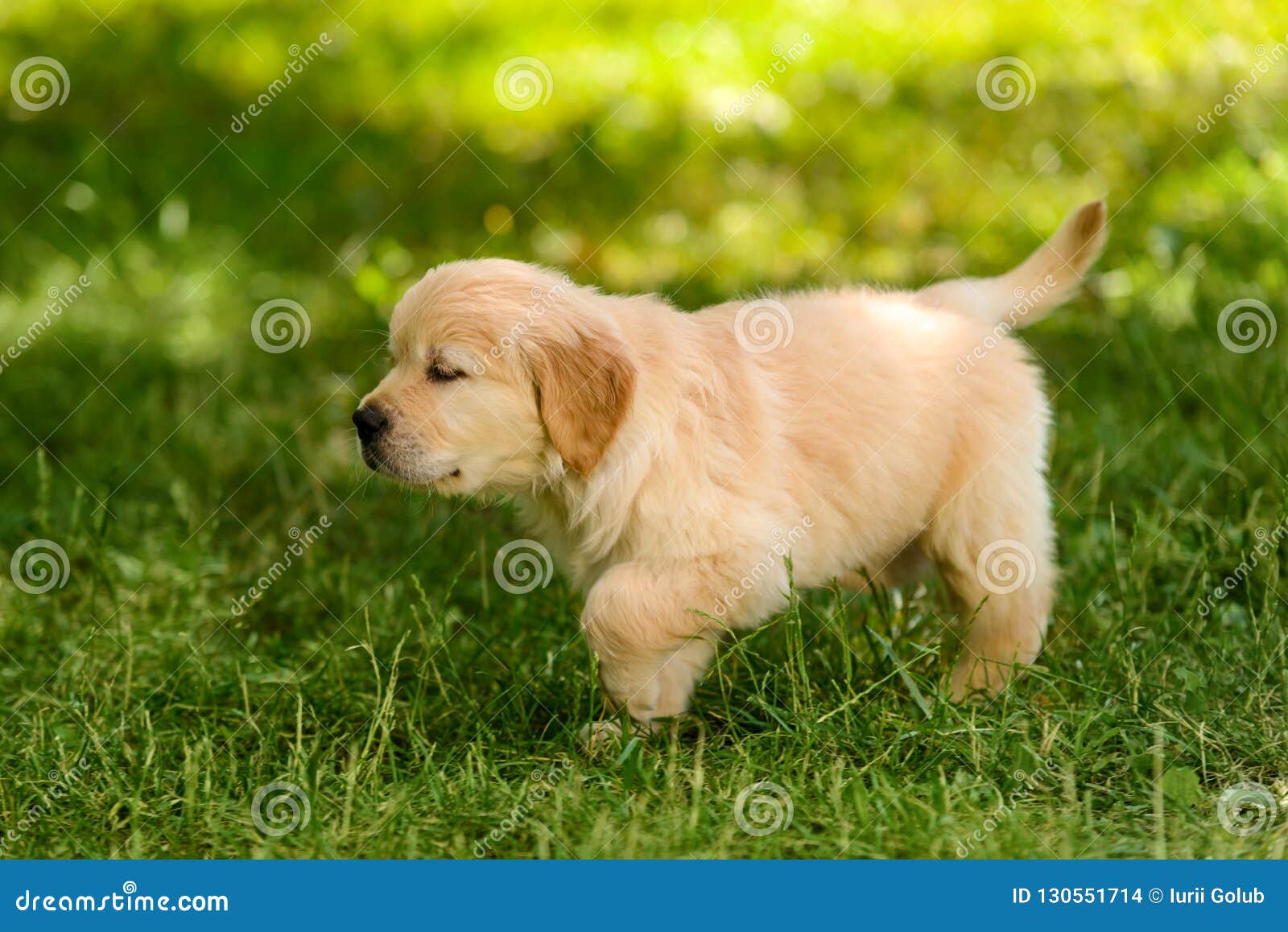 Golden Retriever Puppy Stock Photo Image Of Background 130551714