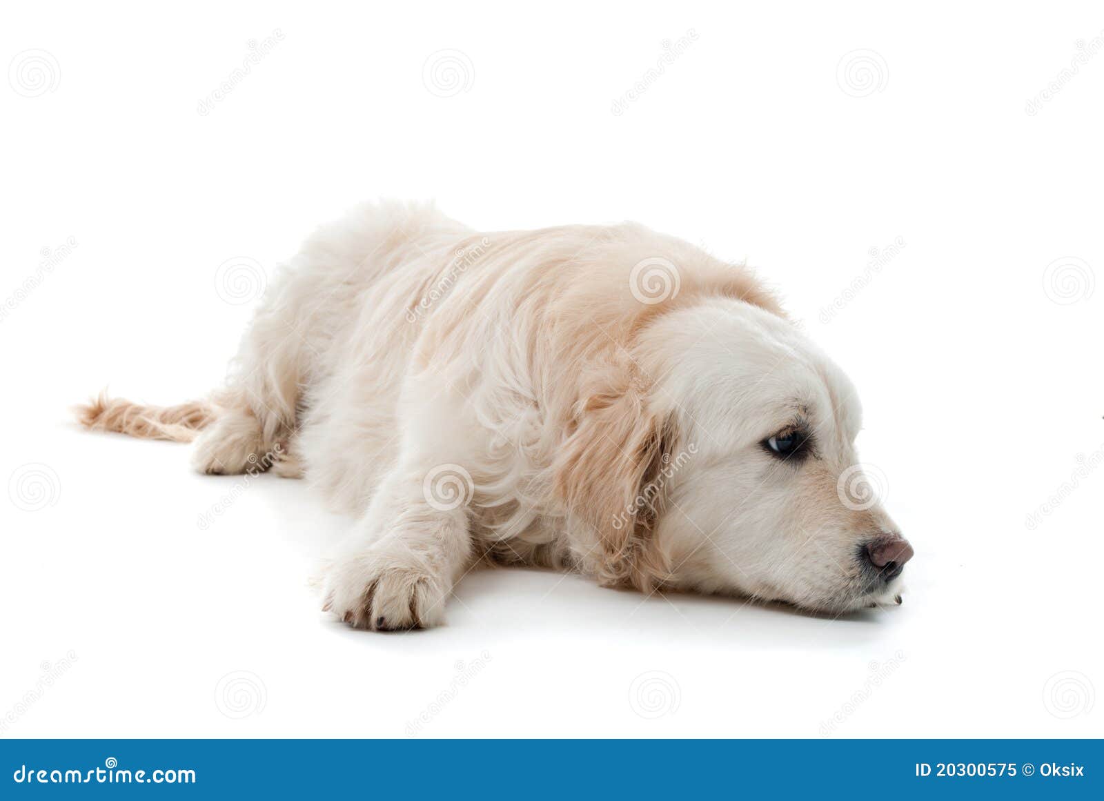 Golden Retriever Puppy Isolated Stock Image Image of upset, retriever