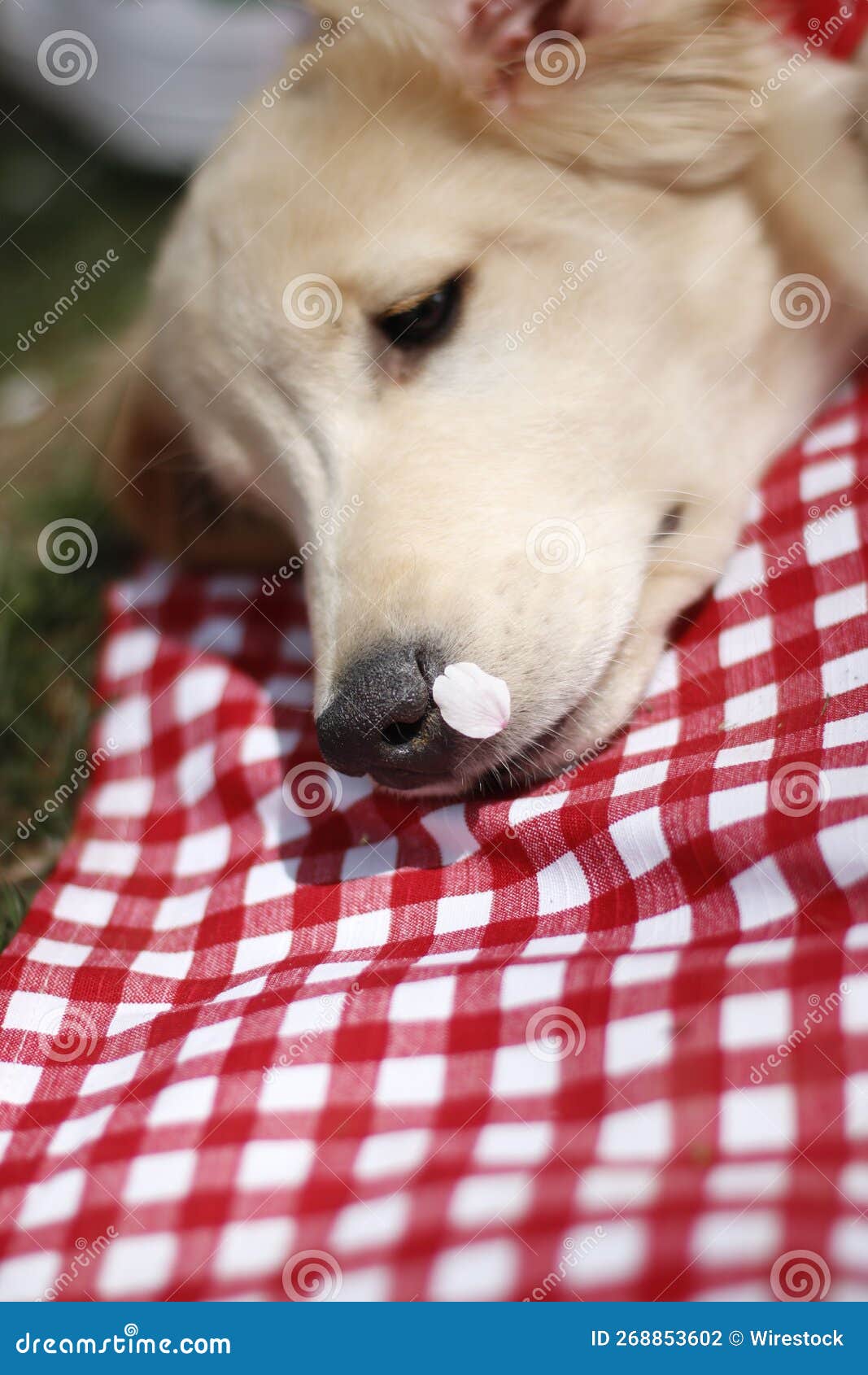 Golden Retriever Puppy Lying on Bed Stock Photo Image of canine