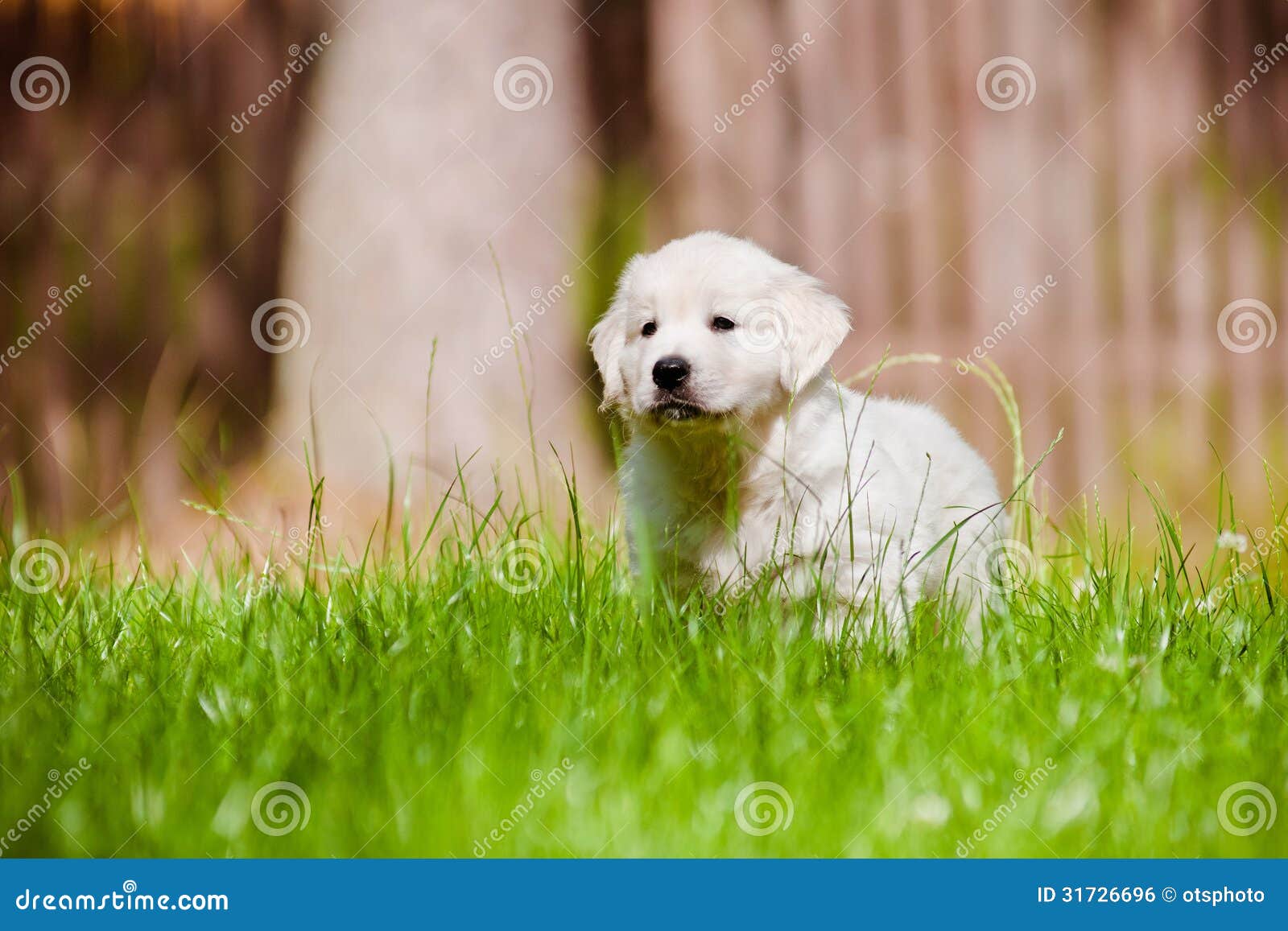 Golden Retriever Puppy Outdoors Stock Photo Image of outside, animal