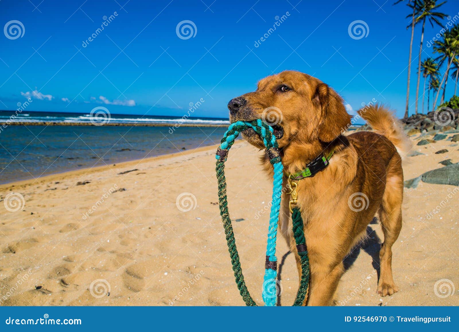 golden retriever puppy on the shore beach