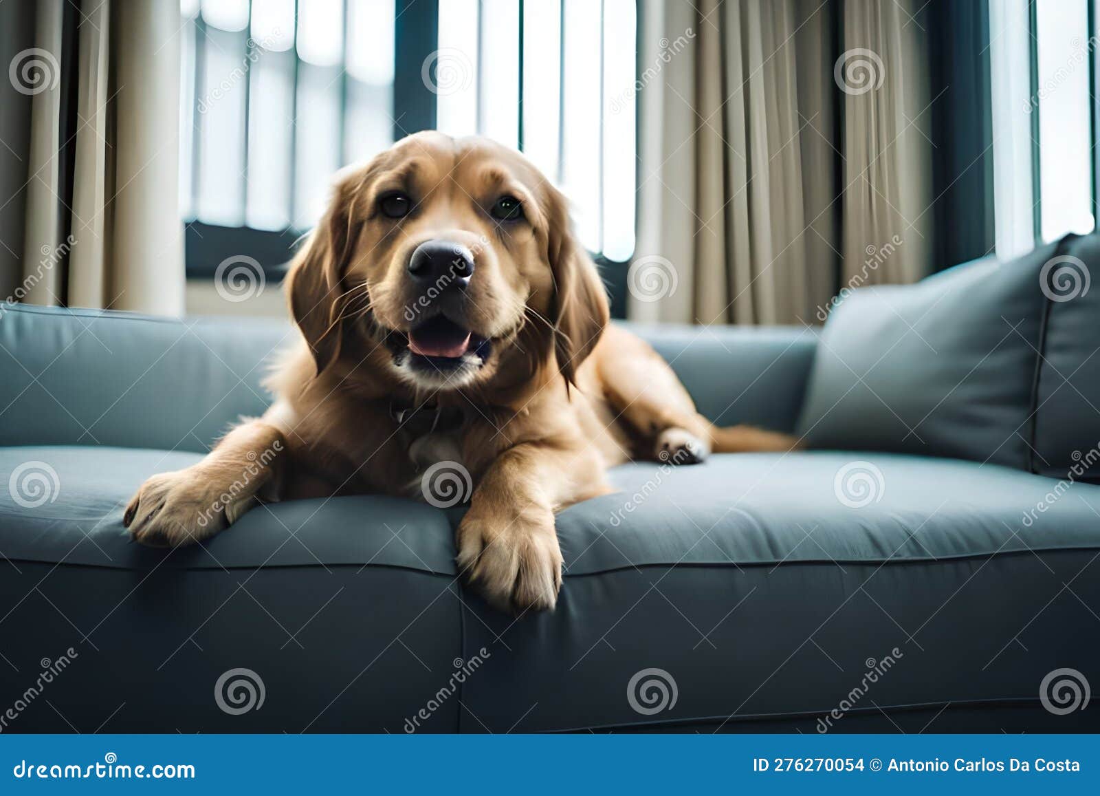 filhote de cachorro golden retriever sentado