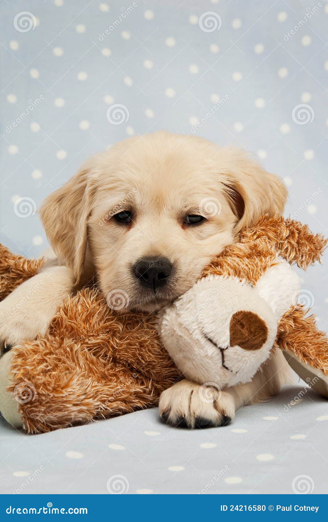 Golden Retriever Puppy and Teddy Bear Stock Photo Image of blond 