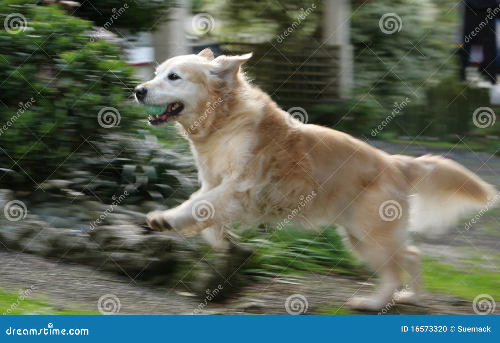 Golden Retriever Running Fast Stock Photo Image of happy, leap 16573320