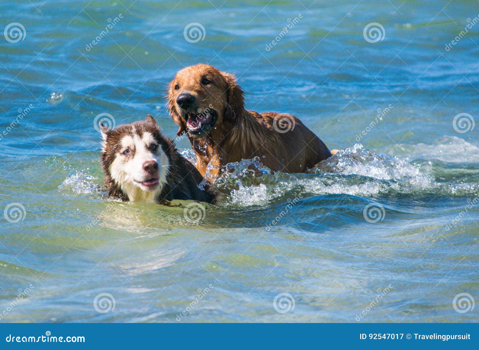 golden retriever and siberian puppies on the shore beach