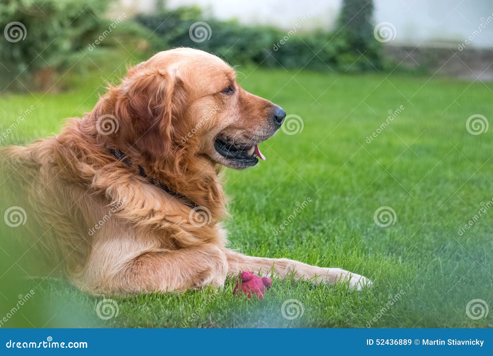 Golden Retriever Side View Stock Image Image Of Green 52436889