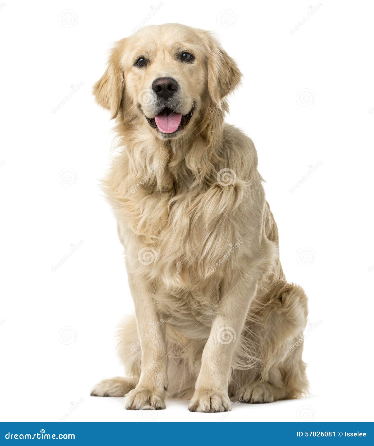 Golden Retriever sitting stock image. Image of sticking 57026081