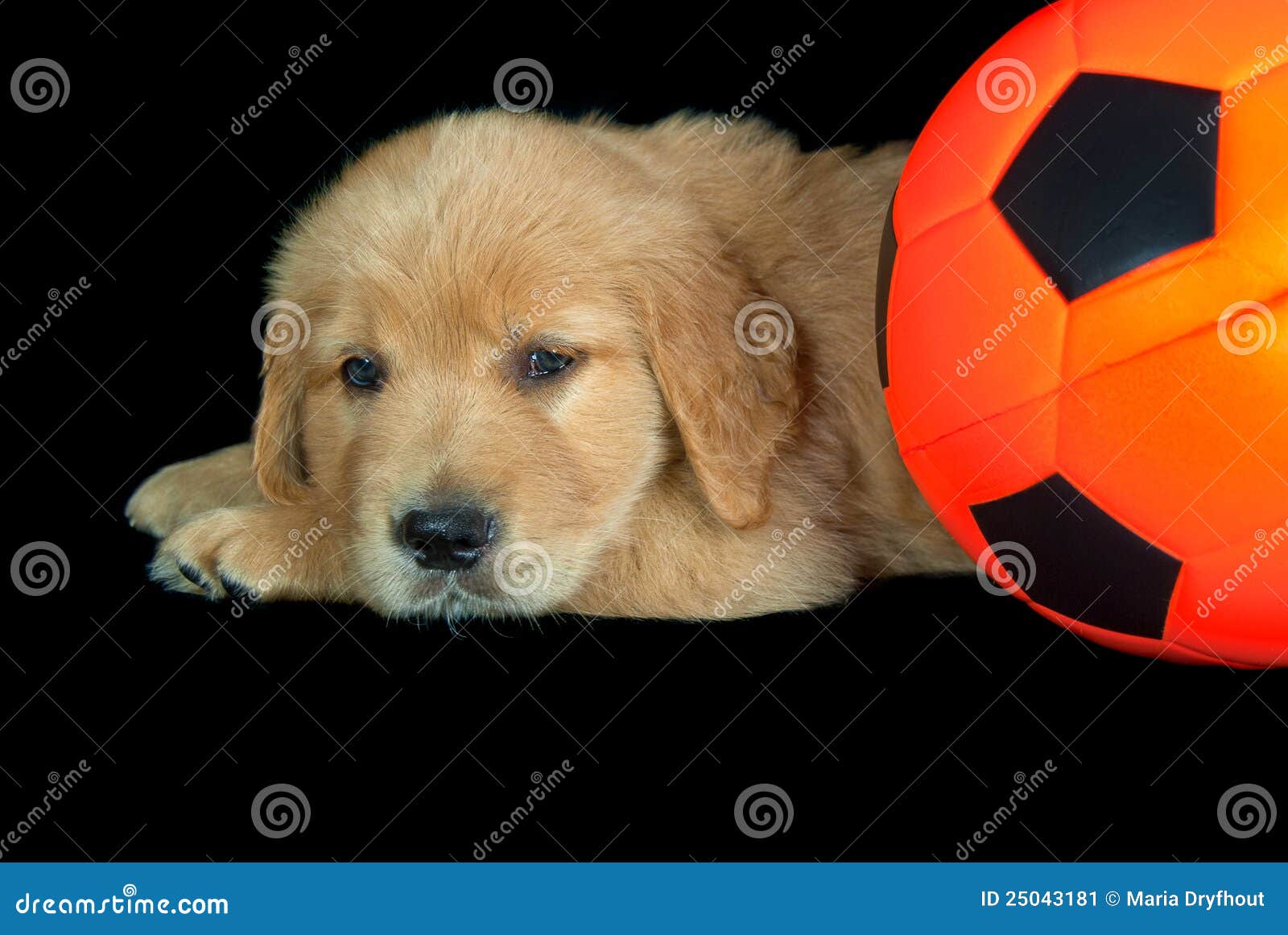 Golden Retriever with Soccer Ball Stock Image Image of ball, sport 25043181