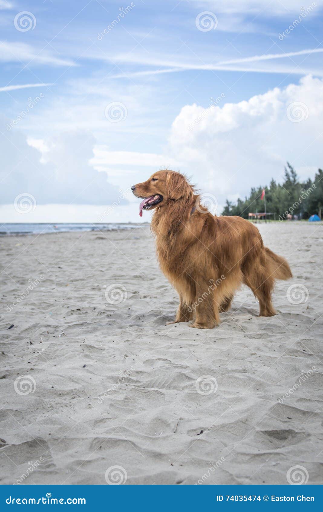 the golden retriever standing on the beach