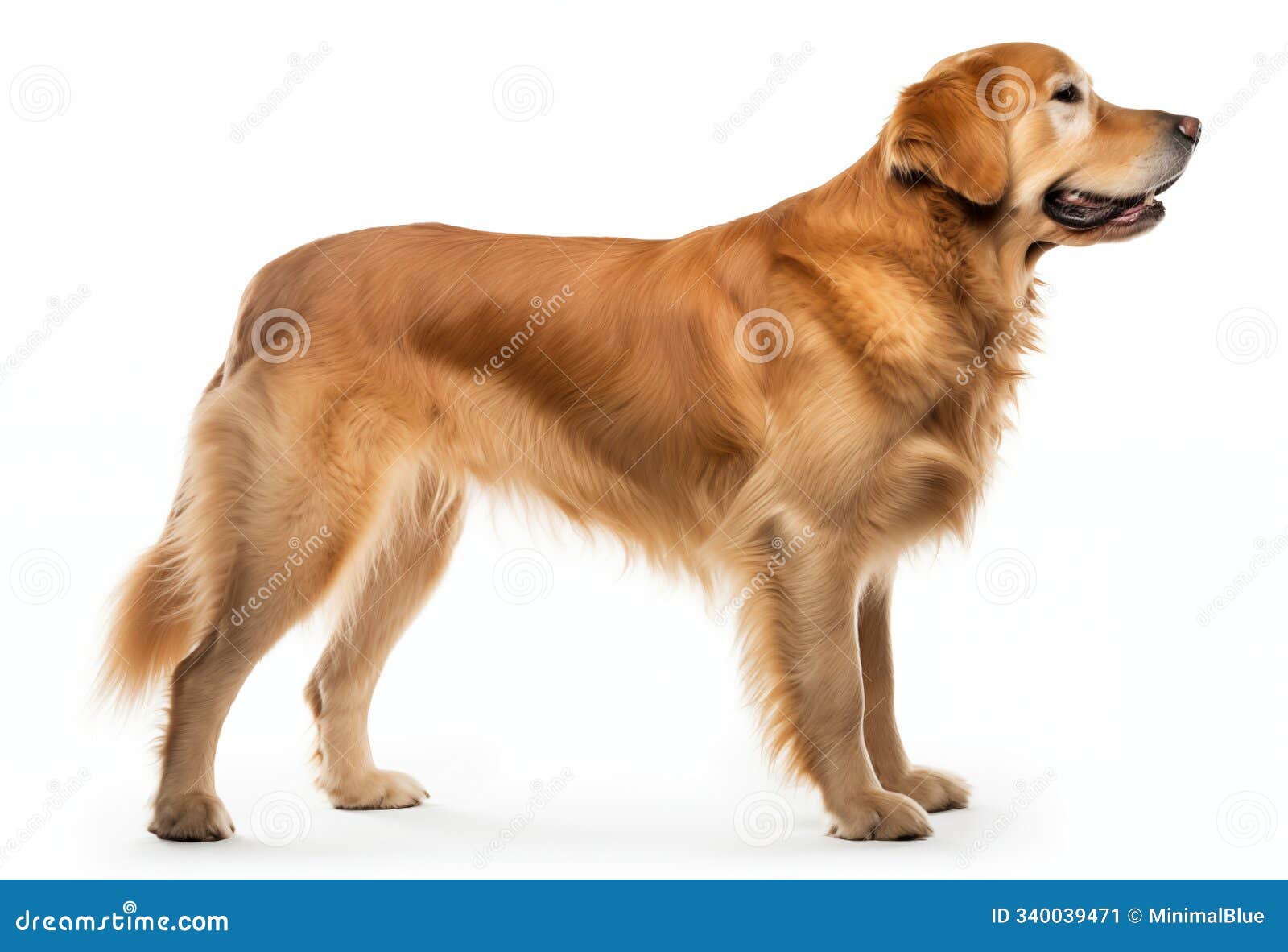 golden retriever standing in profile with fluffy fur