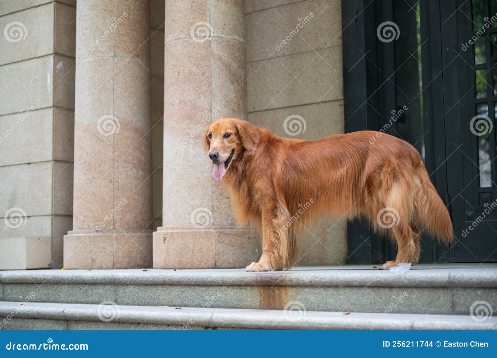 Golden Retriever Standing on the Steps Stock Photo Image of pets