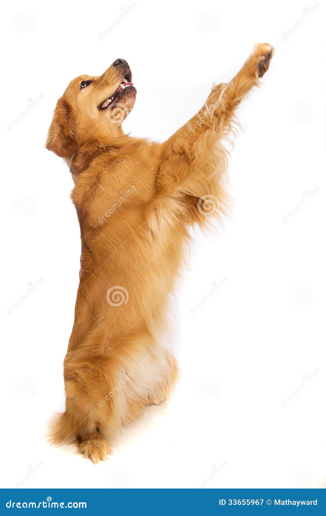 Golden Retriever Standing Up Royalty Free Stock Photography - Image