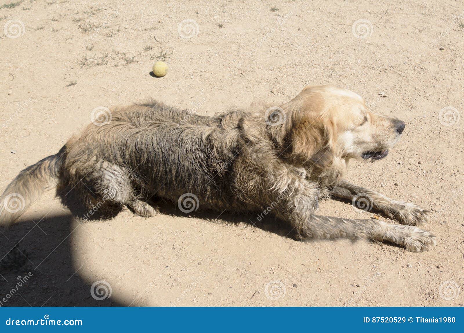 Golden retriever sucio. Reclinación sucia del perro del golden retriever