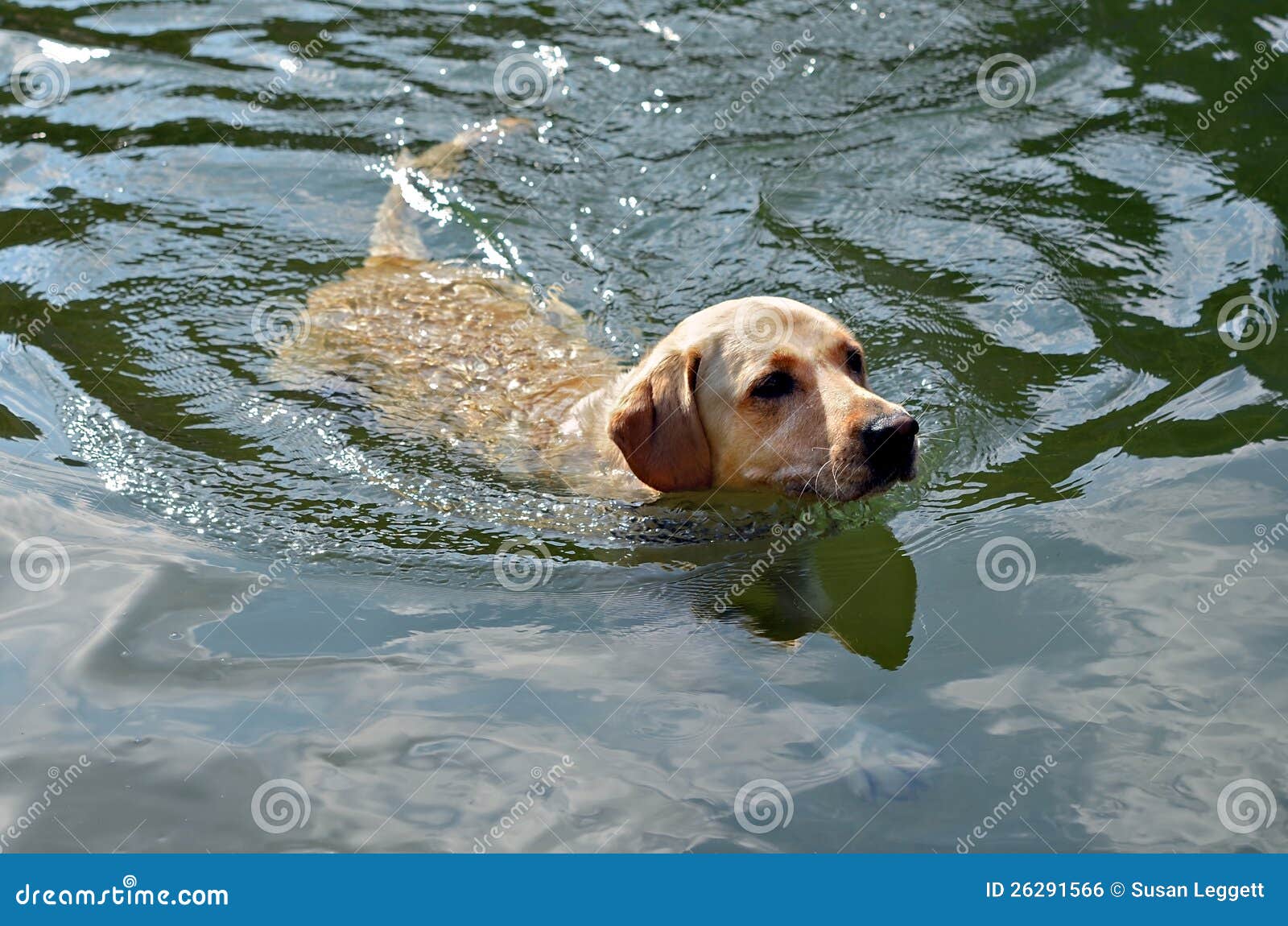 golden retriever swimming