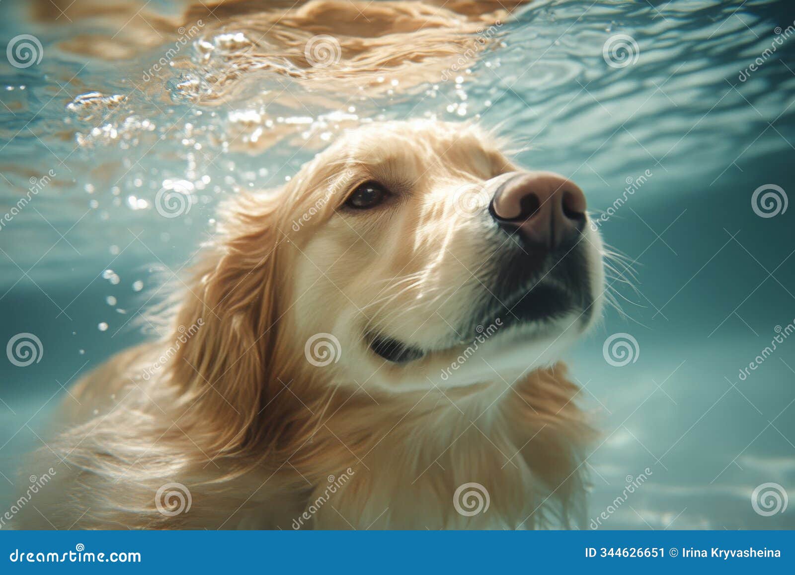 golden retriever swimming underwater in a pool during a sunny day exploring aquatic joys