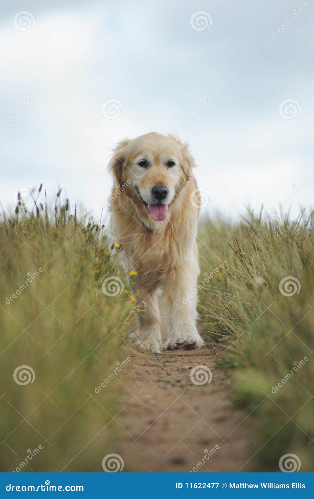 Golden retriever on walk stock image. Image of walk, golden 11622477
