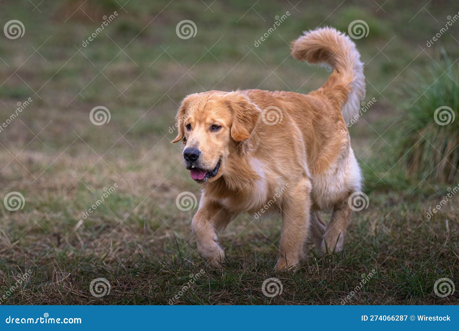 Golden Retriever Walking in the Meadow. Stock Image Image of friend