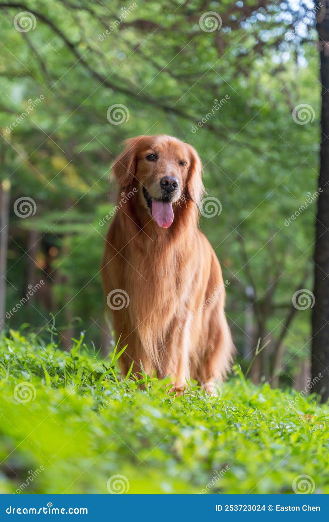 Golden Retriever Walking in the Park Stock Photo Image of plants