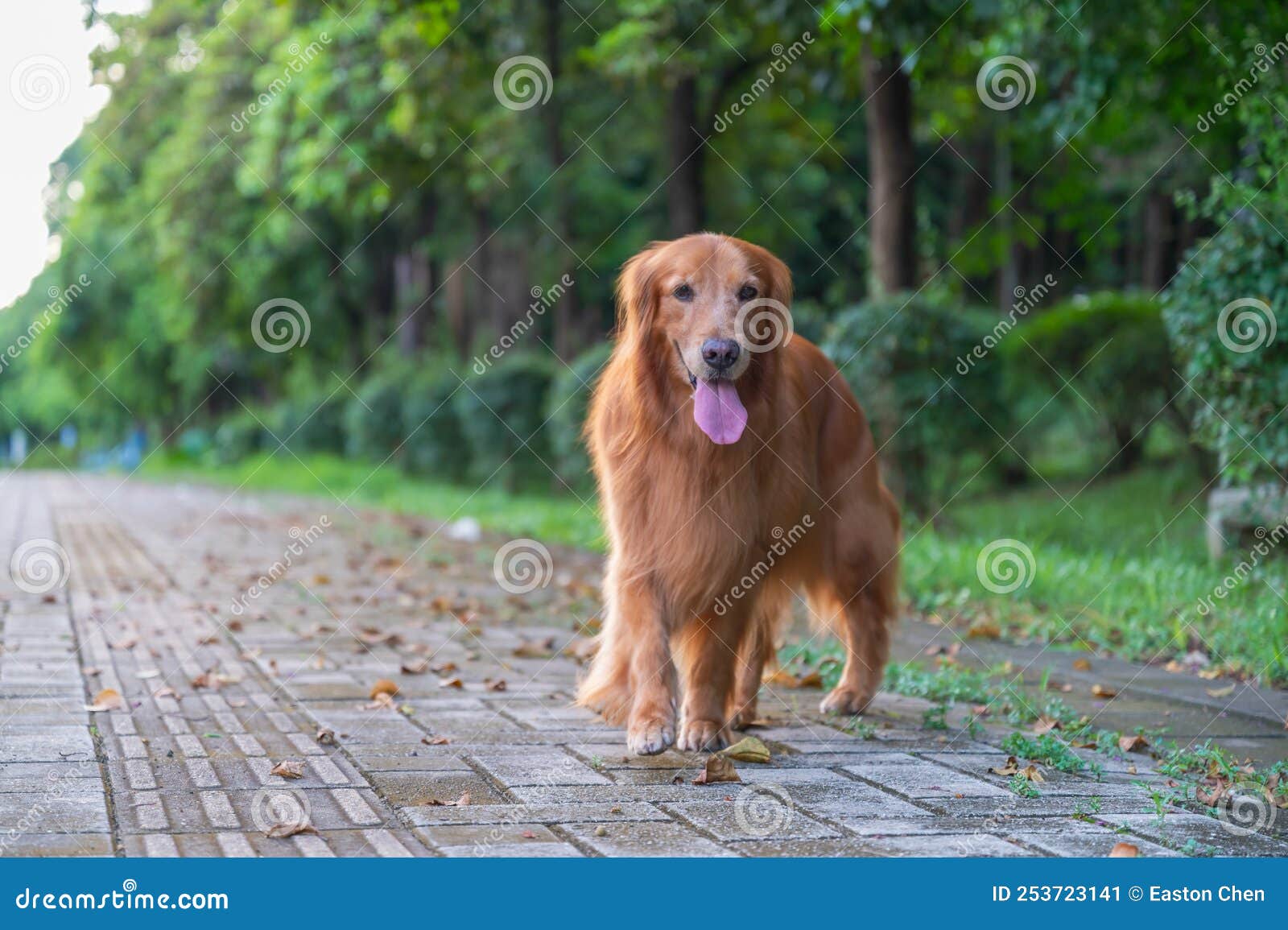 Golden Retriever Walking in the Park Stock Image Image of pets