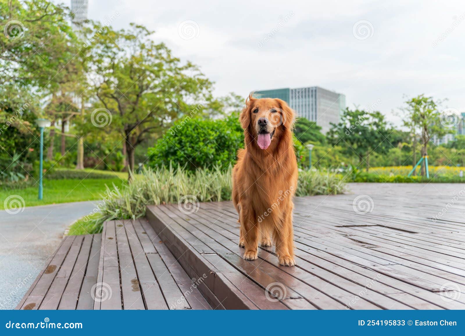 Golden Retriever Walking in the Park Stock Image Image of park, green