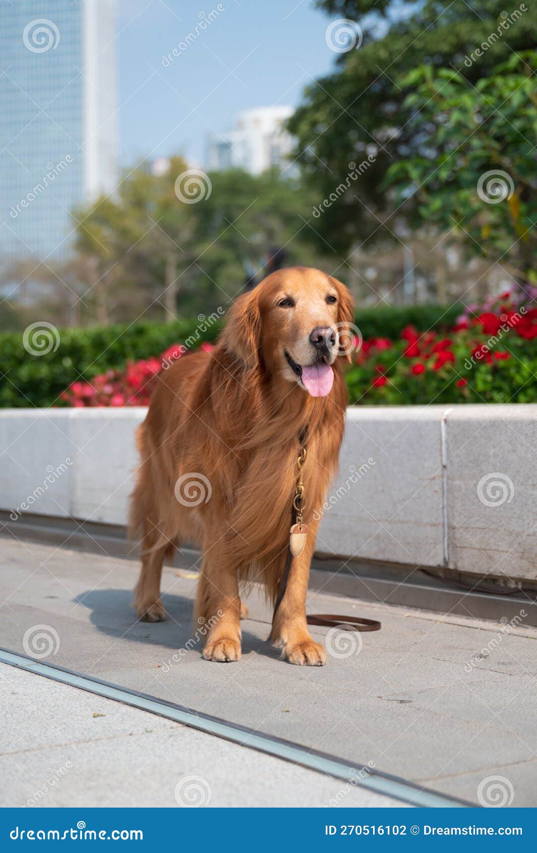 Golden Retriever Walking in the Park Stock Photo Image of walk