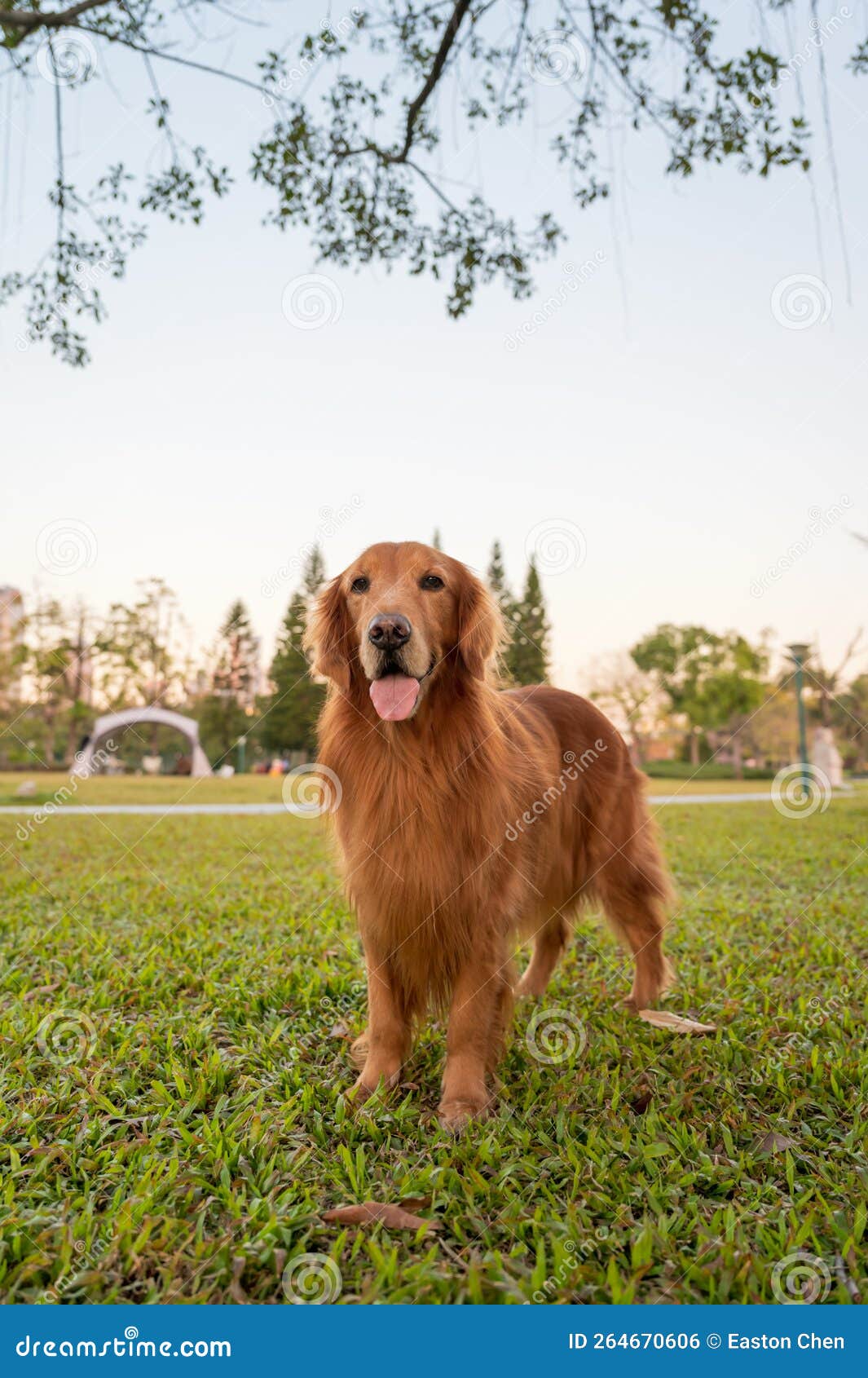 The Golden Retriever is Walking on the Park Lawn Stock Photo Image of