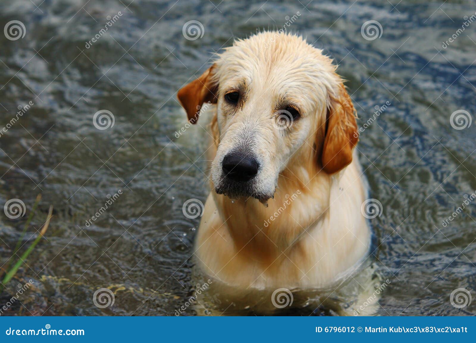 Golden Retriever in water stock photo. Image of happy 6796012