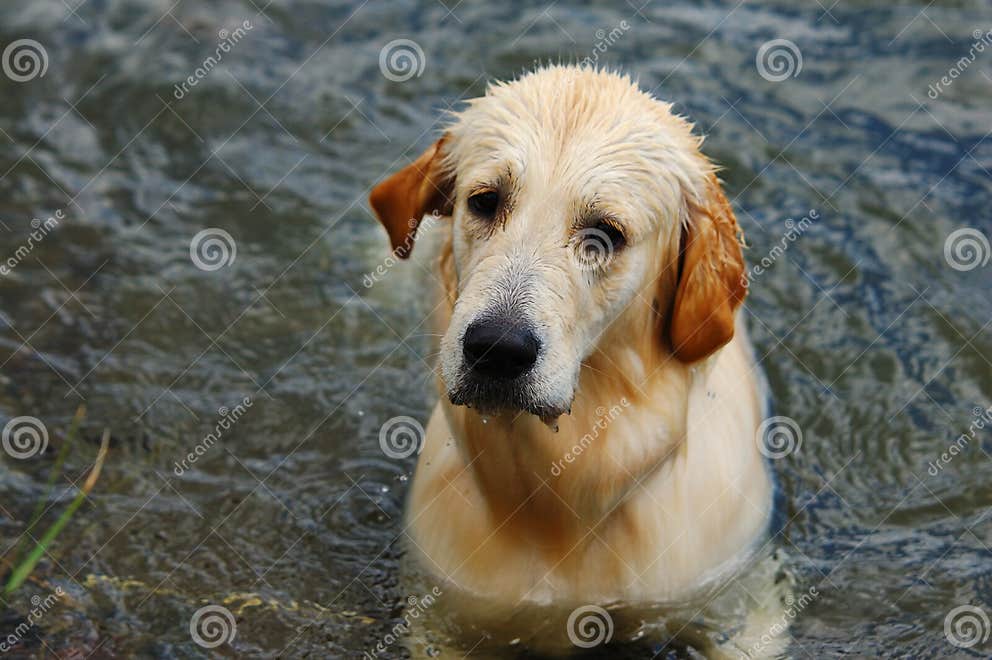 Golden Retriever in water stock photo. Image of happy 6796012