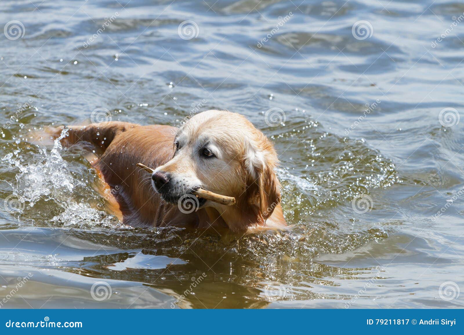 Golden Retriever in the Water. Stock Image Image of action, breed